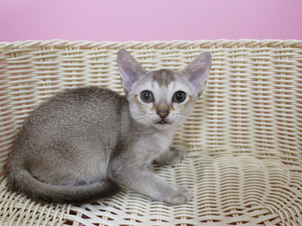 シンガプーラの子猫画像
