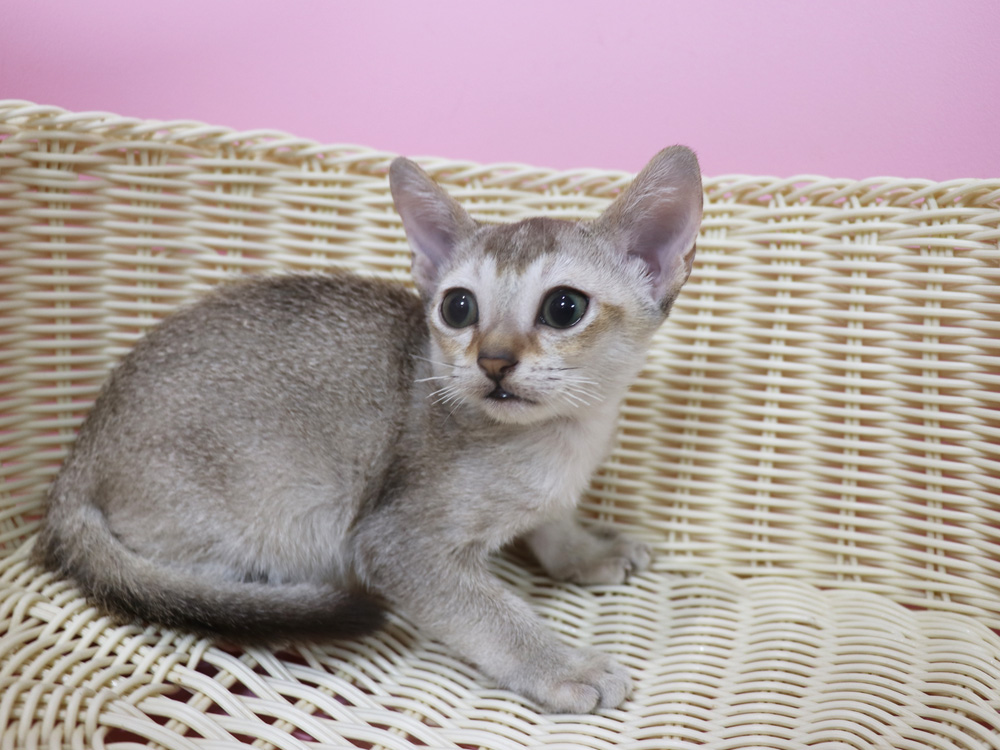 シンガプーラの子猫画像