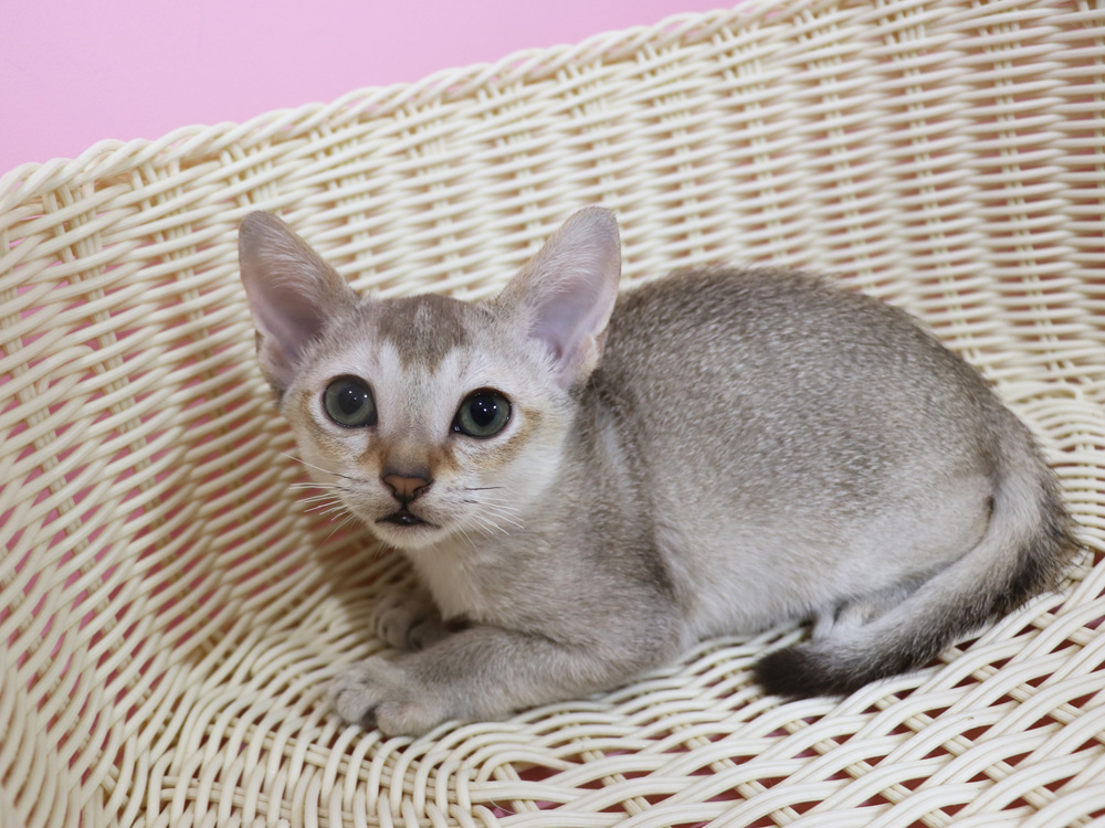 シンガプーラの子猫画像