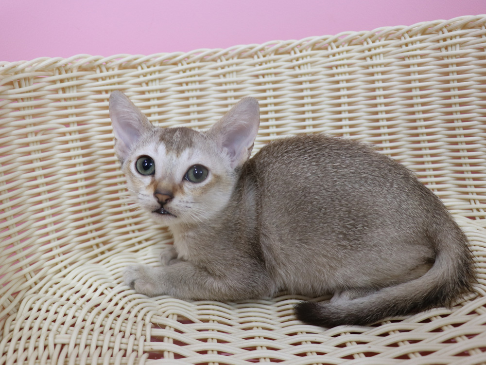 シンガプーラの子猫画像