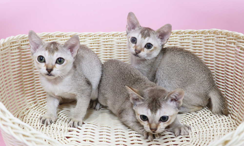 シンガプーラの子猫画像