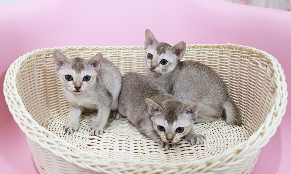 シンガプーラの子猫画像