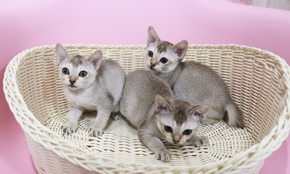 シンガプーラの子猫画像
