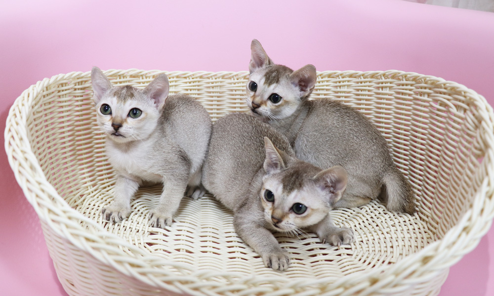 シンガプーラの子猫画像
