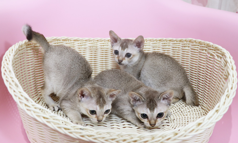 シンガプーラの子猫画像