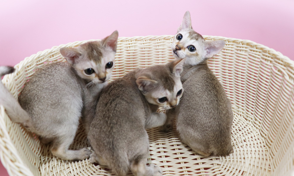 シンガプーラの子猫画像