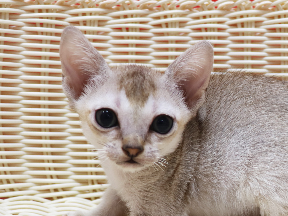 シンガプーラの子猫画像