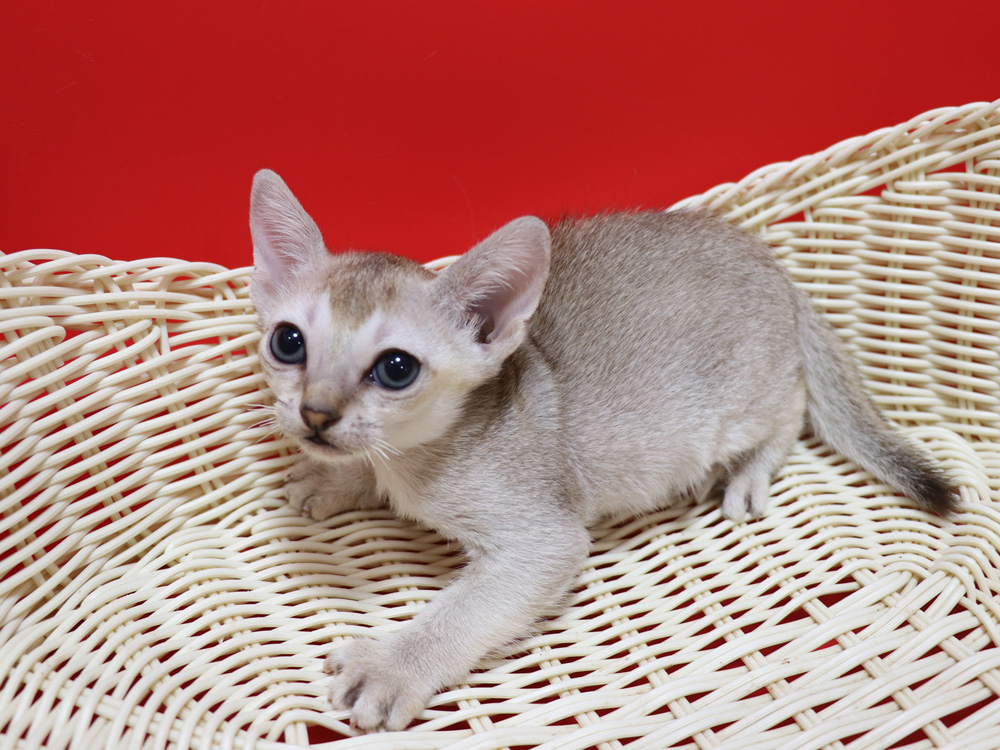 シンガプーラの子猫画像