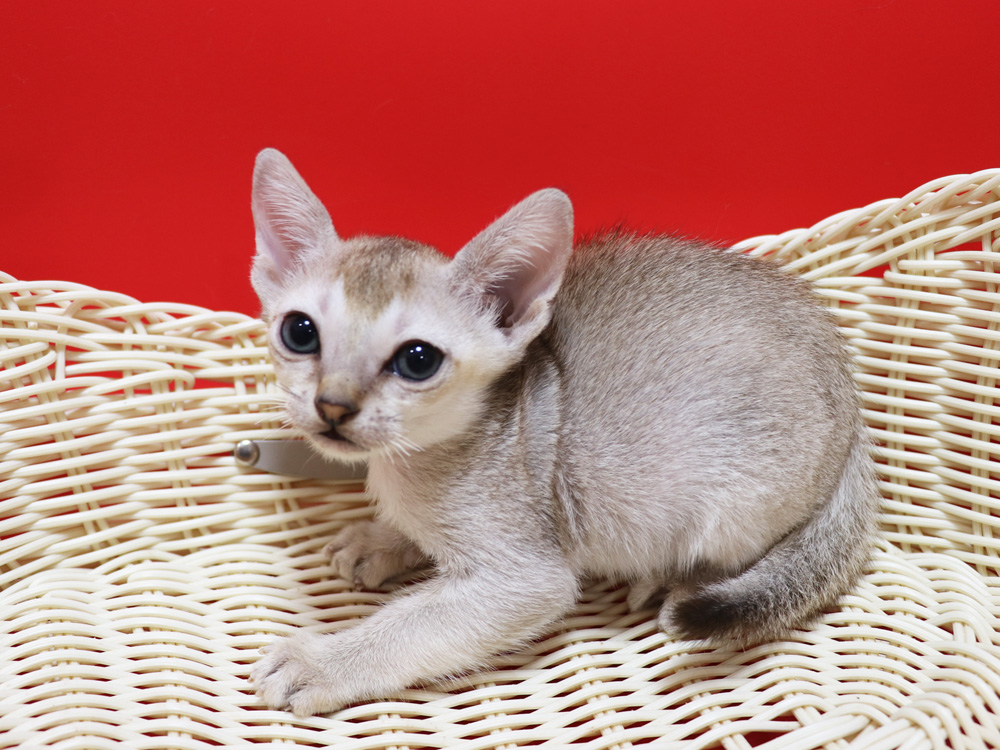 シンガプーラの子猫画像