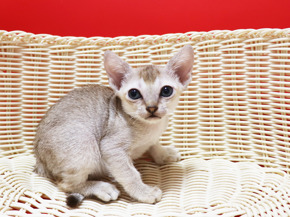 シンガプーラの子猫画像