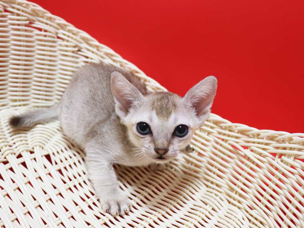 シンガプーラの子猫画像
