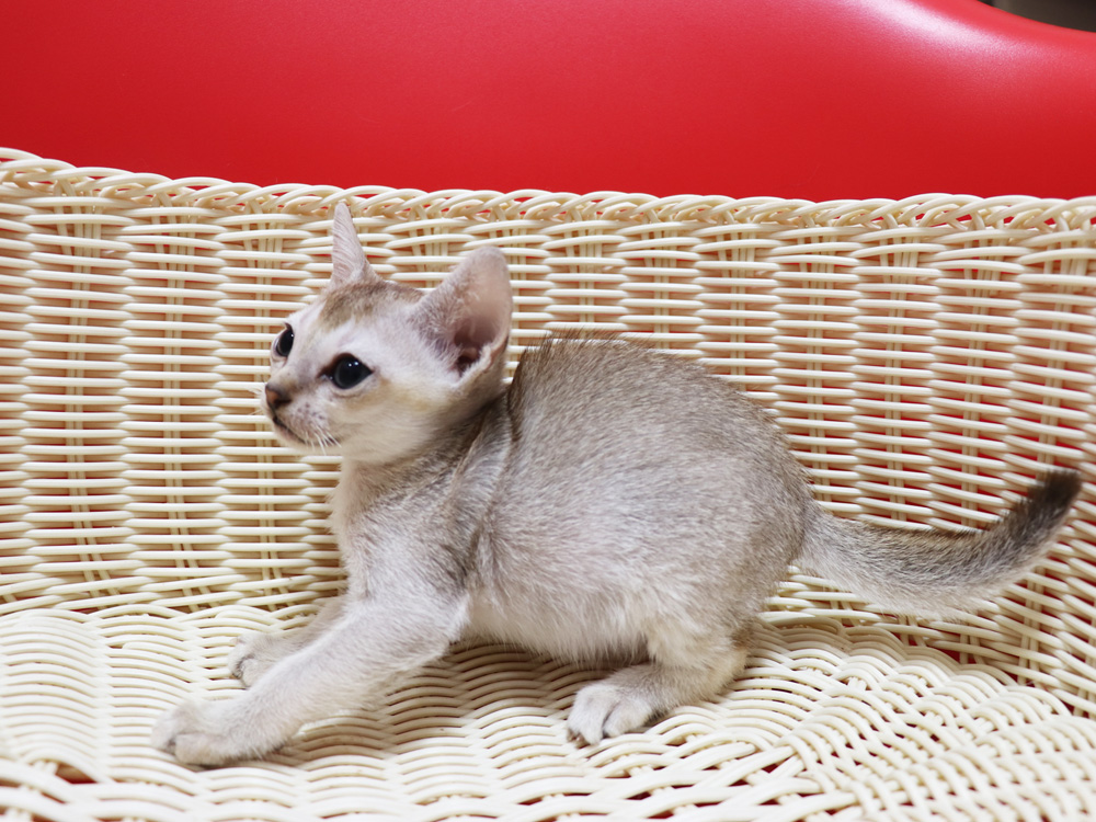 シンガプーラの子猫画像