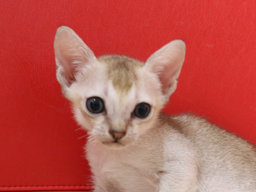シンガプーラの子猫画像