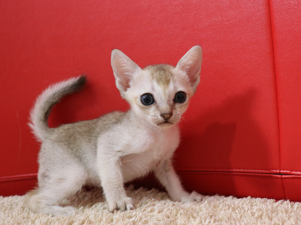シンガプーラの子猫画像