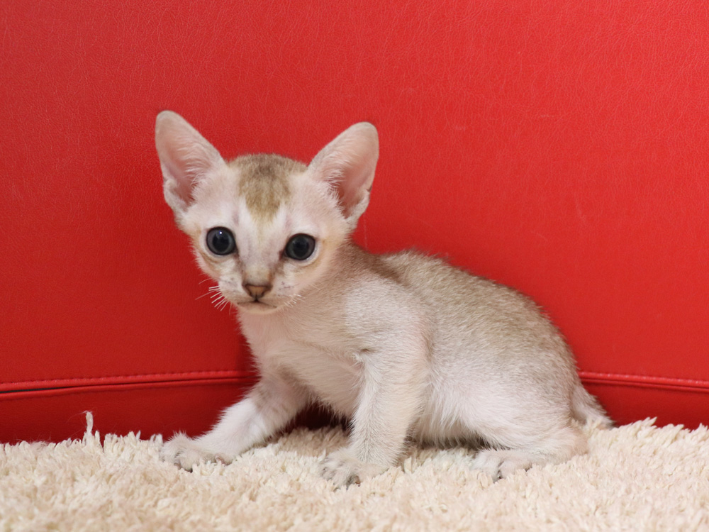 シンガプーラの子猫画像