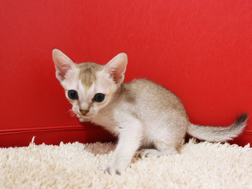 シンガプーラの子猫画像
