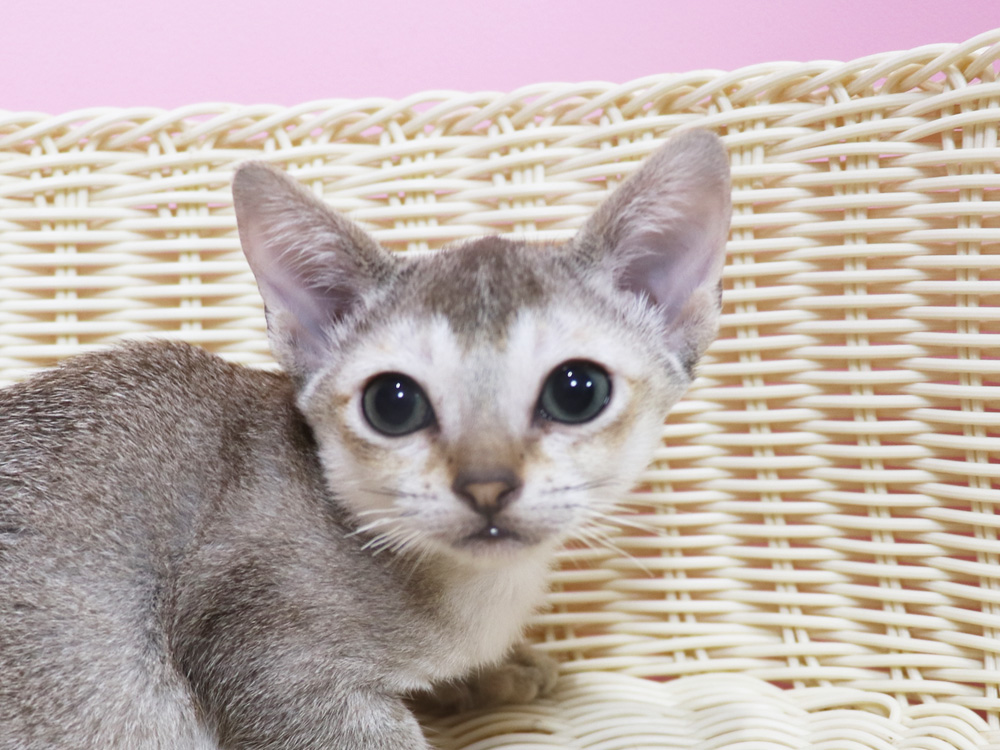 シンガプーラの子猫画像