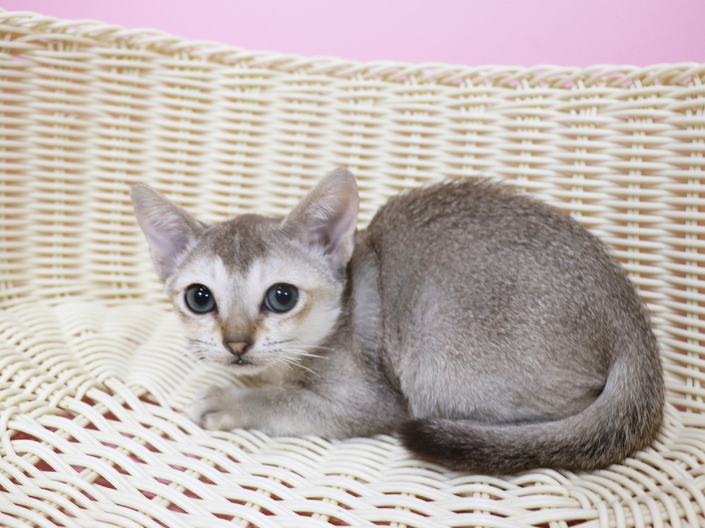シンガプーラの子猫画像