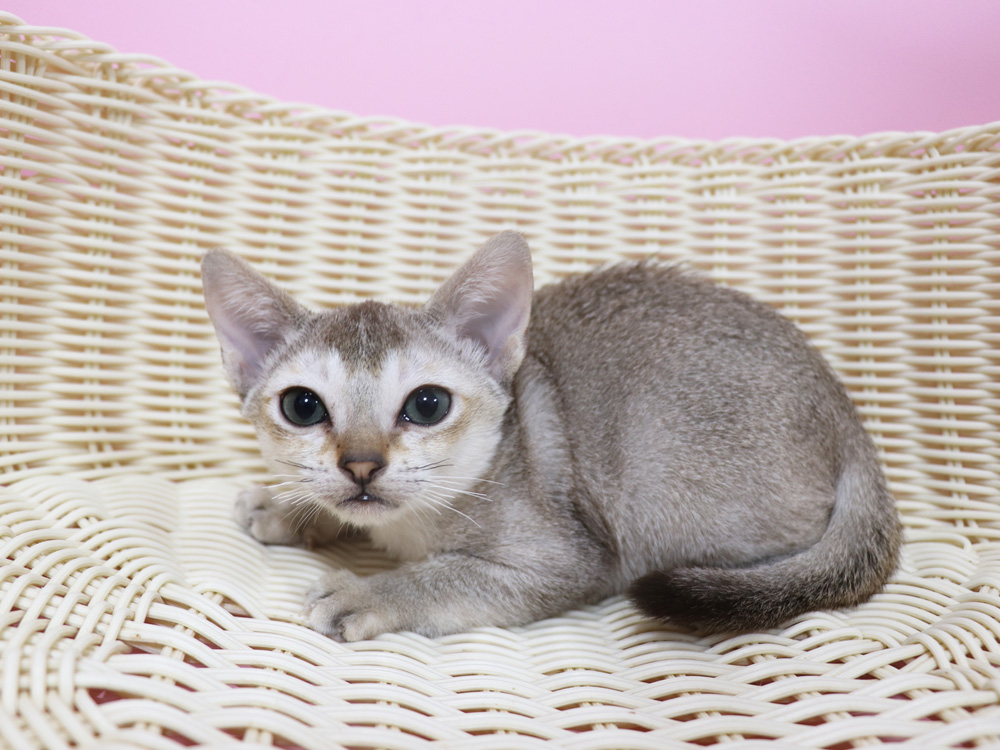 シンガプーラの子猫画像
