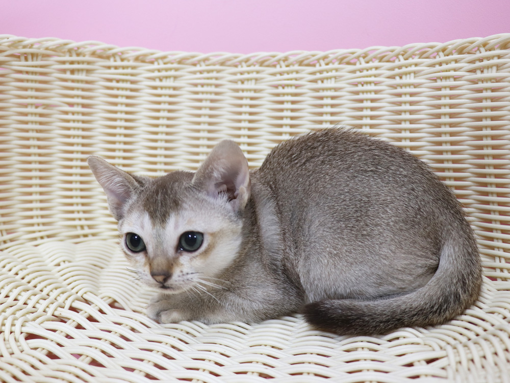 シンガプーラの子猫画像