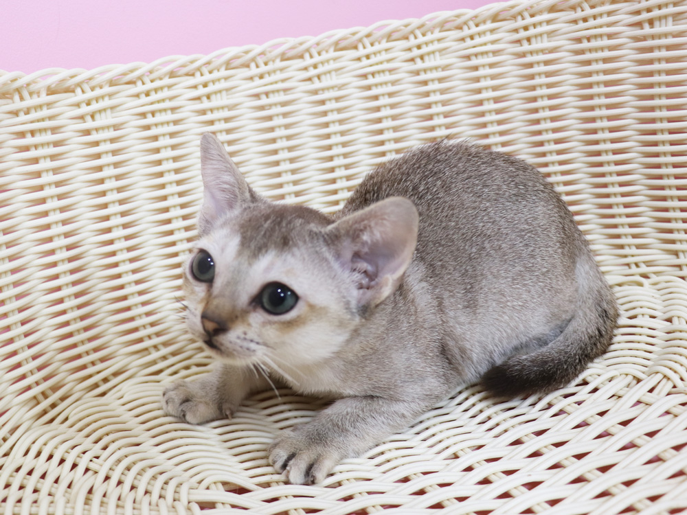 シンガプーラの子猫画像