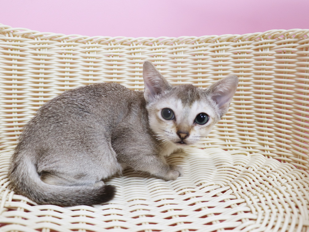シンガプーラの子猫画像