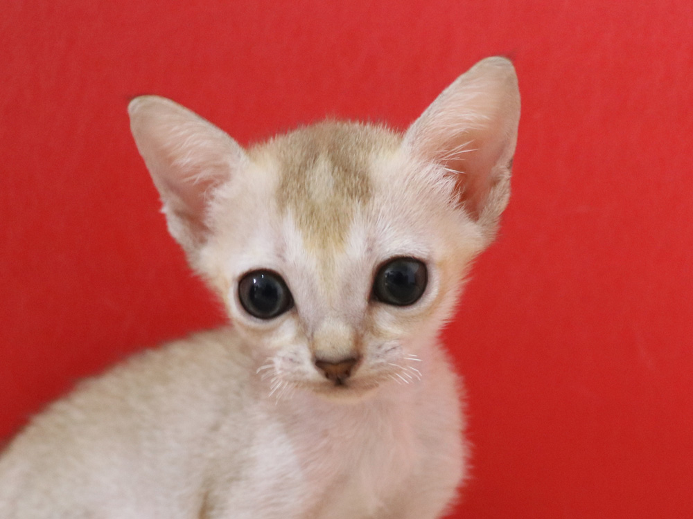 シンガプーラの子猫画像
