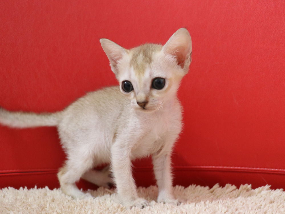 シンガプーラの子猫画像