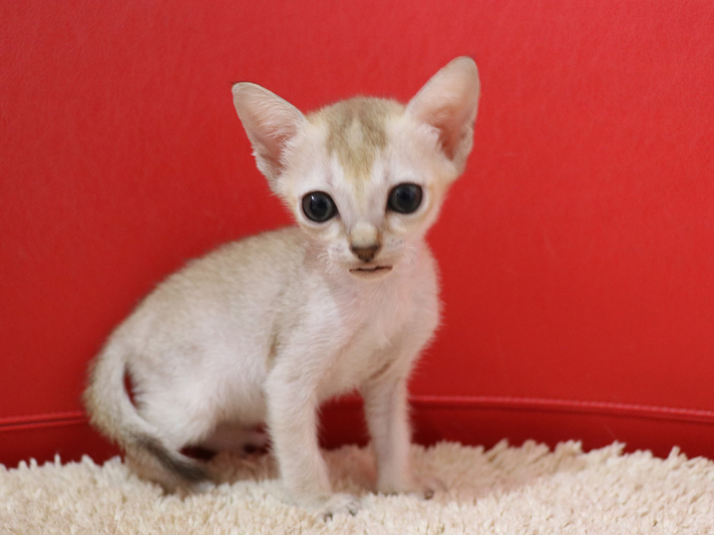 シンガプーラの子猫画像