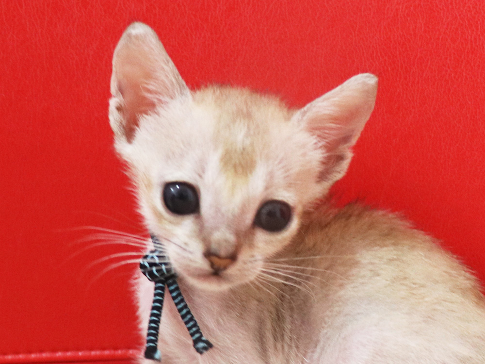 シンガプーラの子猫画像
