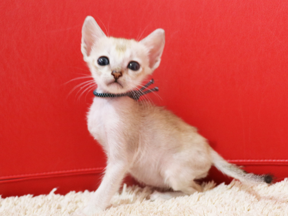 シンガプーラの子猫画像