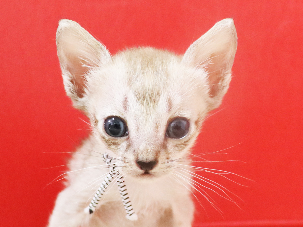 シンガプーラの子猫画像