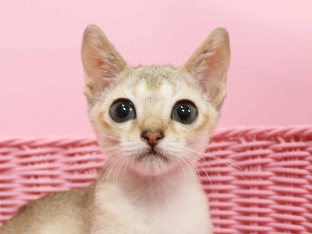 シンガプーラの子猫画像