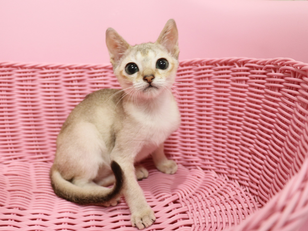 シンガプーラの子猫画像