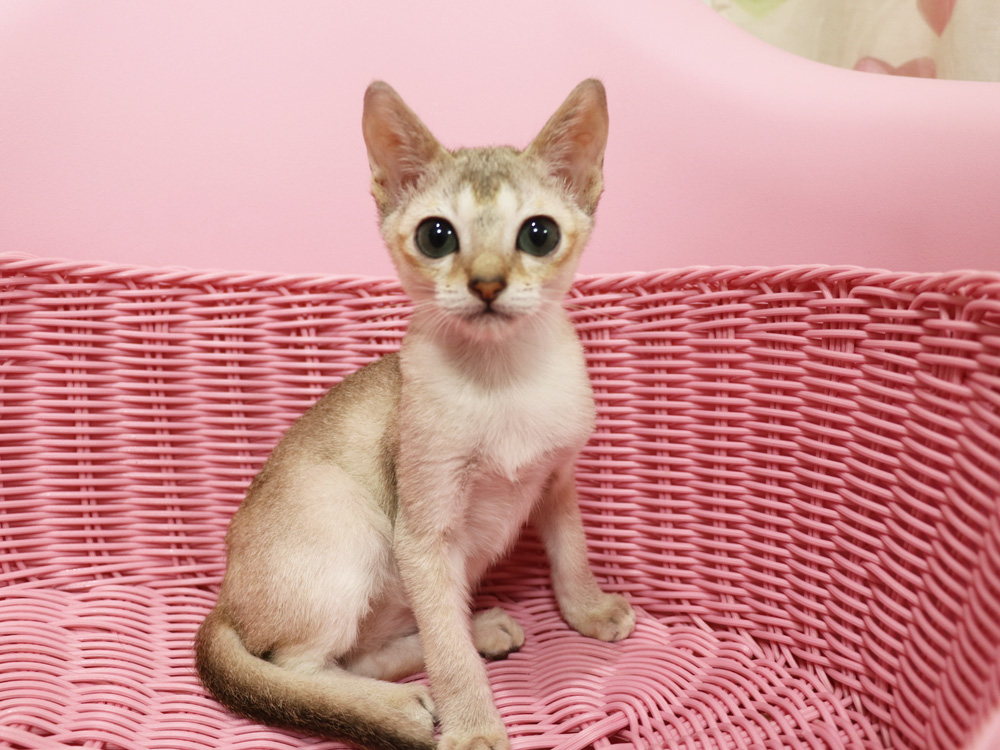 シンガプーラの子猫画像