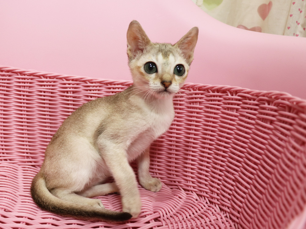 シンガプーラの子猫画像