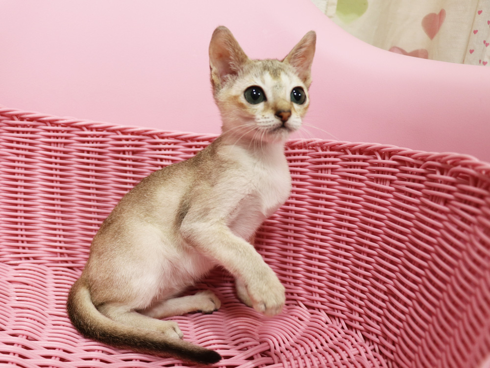 シンガプーラの子猫画像