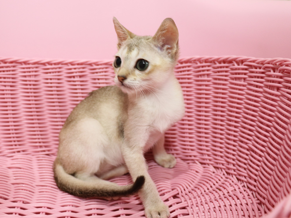 シンガプーラの子猫画像