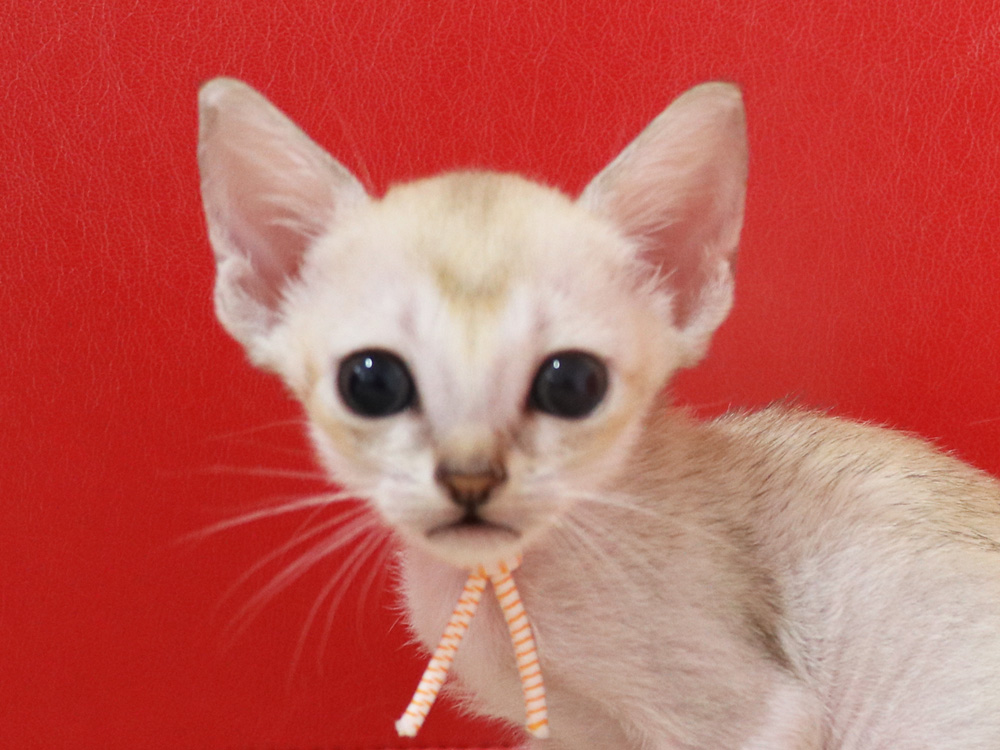 シンガプーラの子猫画像