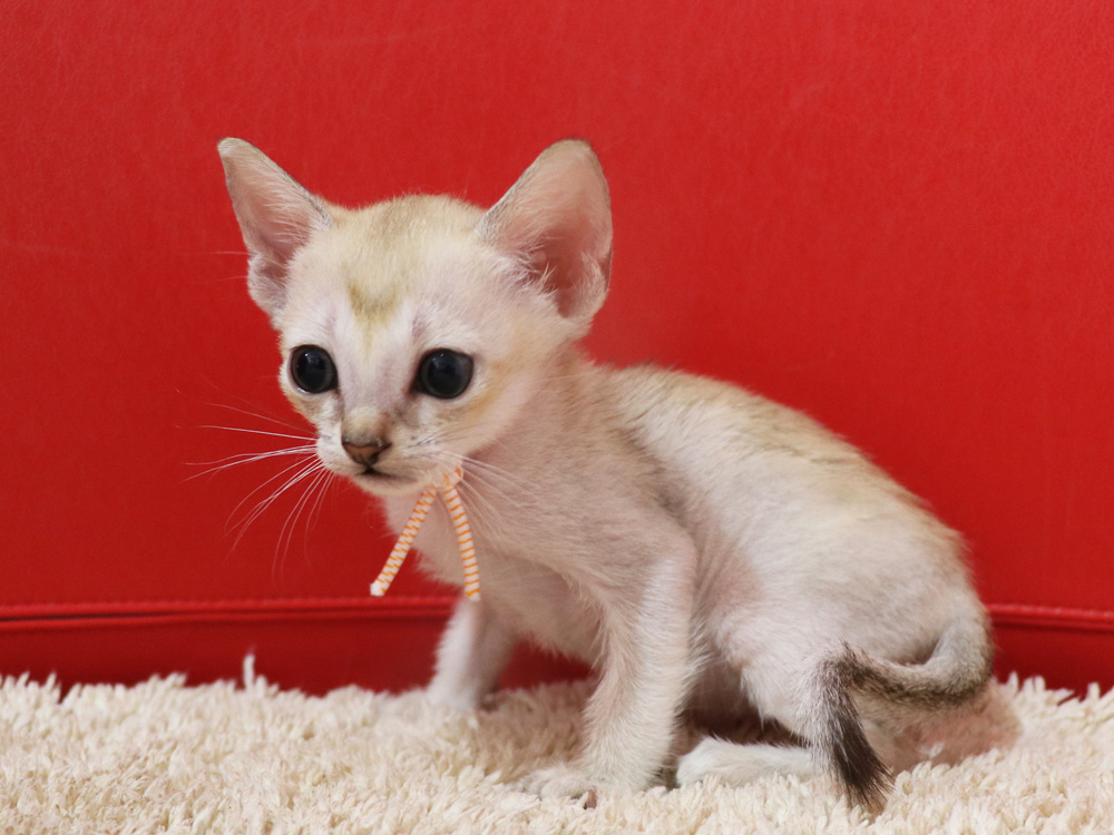 シンガプーラの子猫画像