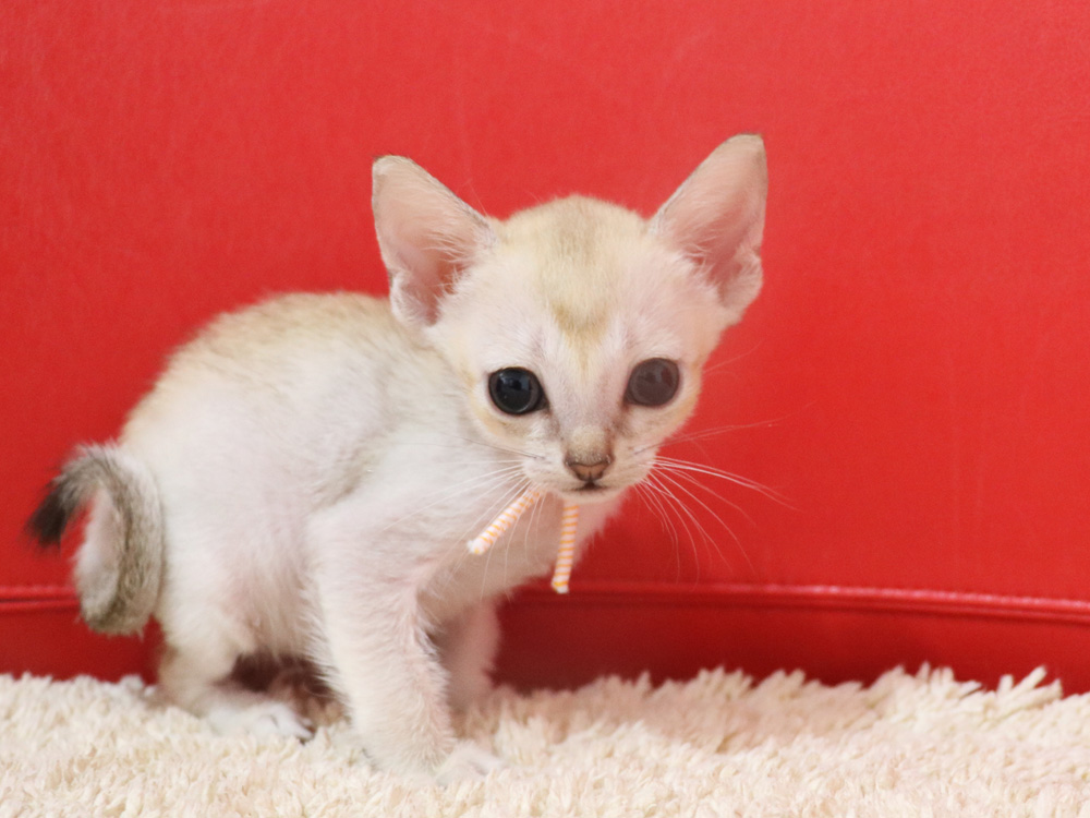シンガプーラの子猫画像