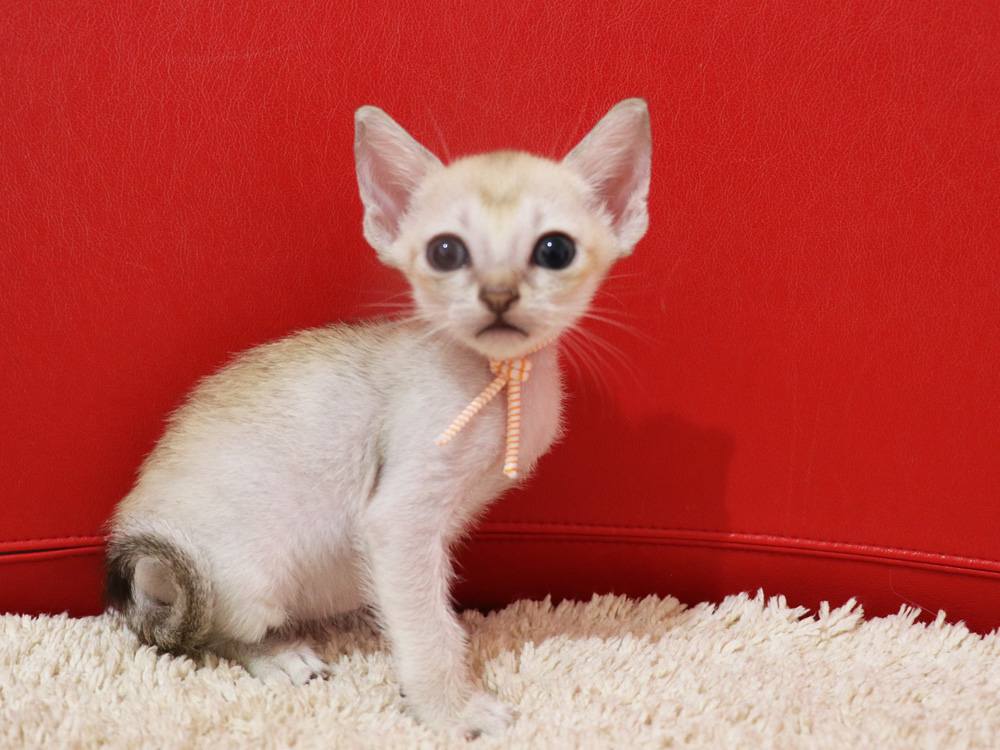 シンガプーラの子猫画像