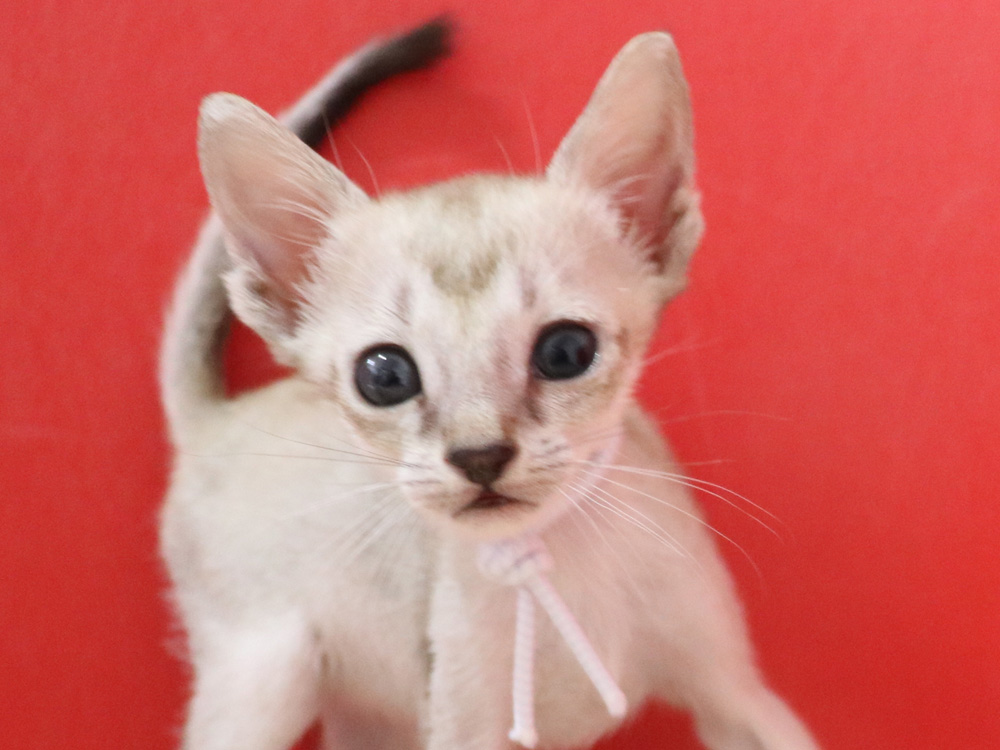 シンガプーラの子猫画像
