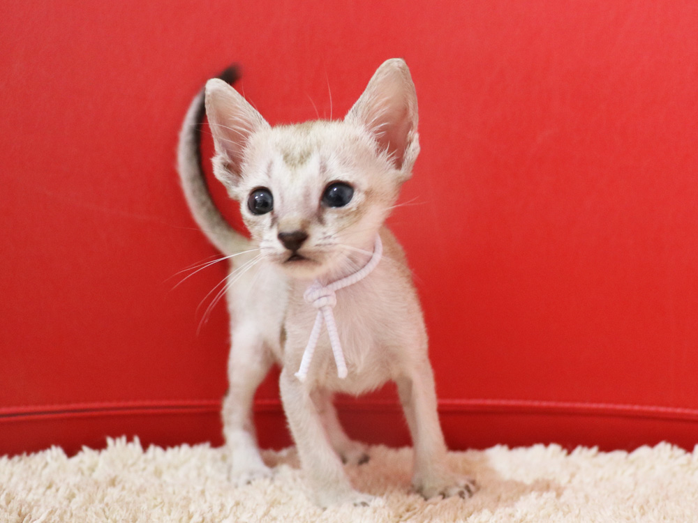 シンガプーラの子猫画像