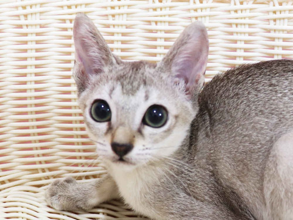 シンガプーラの子猫画像