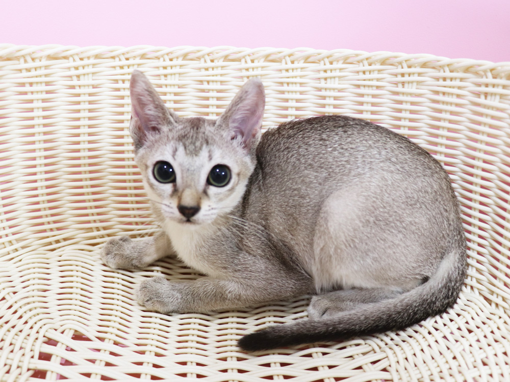 シンガプーラの子猫画像
