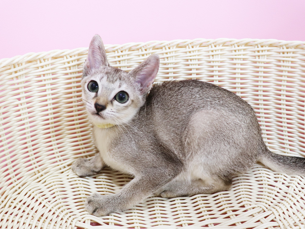シンガプーラの子猫画像
