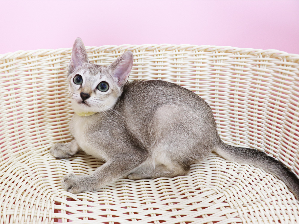 シンガプーラの子猫画像