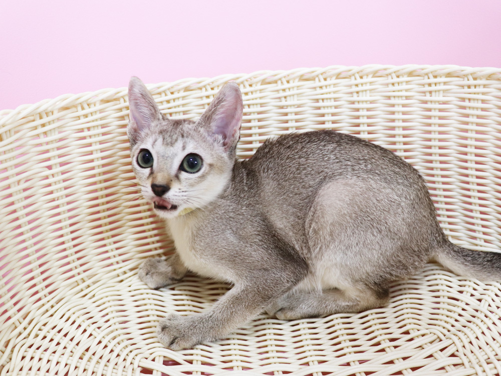 シンガプーラの子猫画像