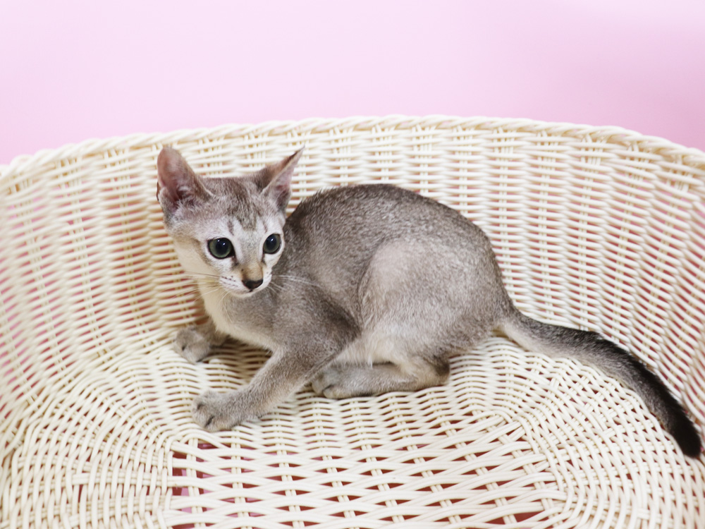 シンガプーラの子猫画像